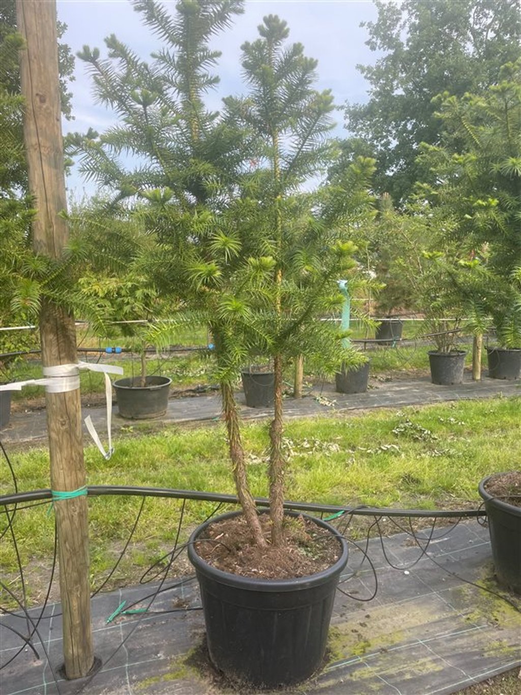 Cunninghamia lanceolata