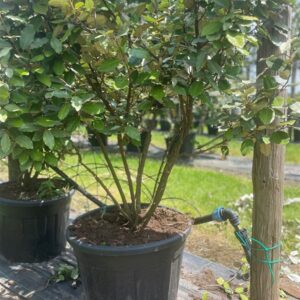 Elaeagnus ebbingei