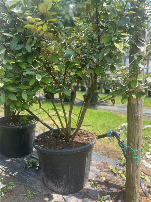 Elaeagnus ebbingei