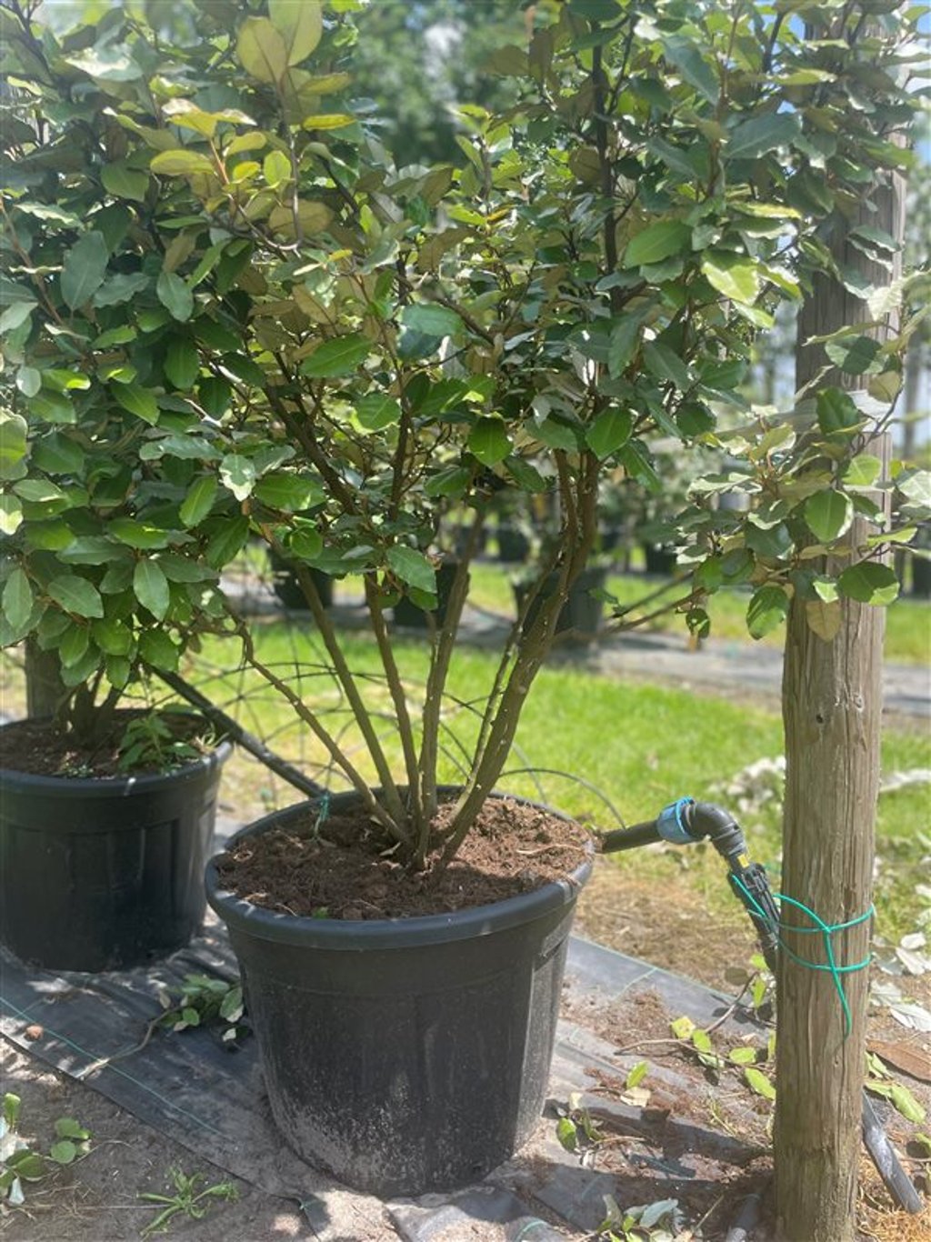 Elaeagnus ebbingei