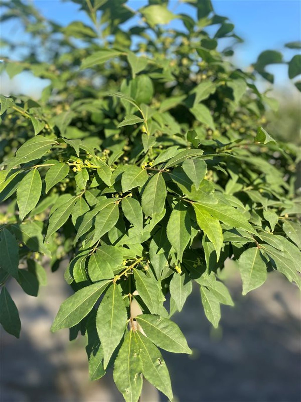 Euonymus phellomanus
