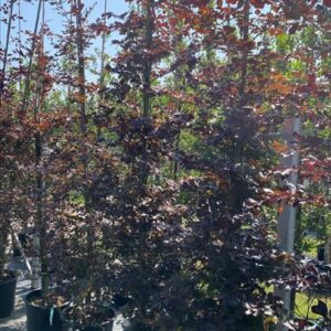 Fagus syl. ‘Atropunicea’