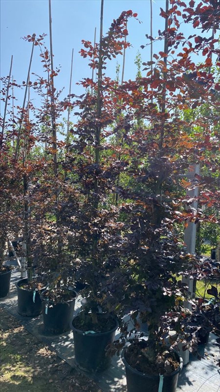 Fagus syl. ‘Atropunicea’