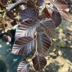 Fagus syl. ‘Atropunicea’