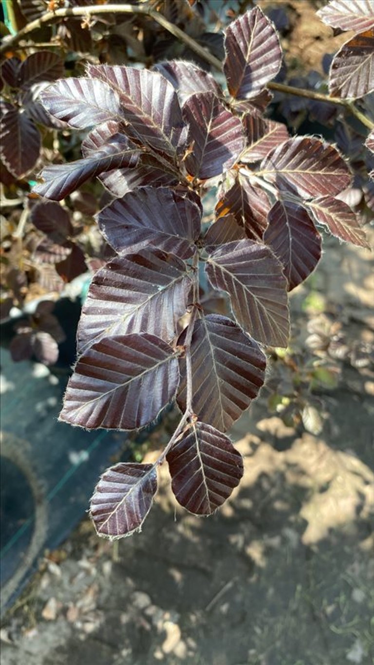 Fagus syl. ‘Atropunicea’