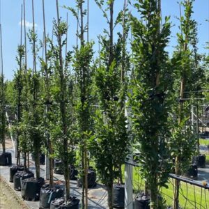 Fagus syl. ‘Dawyck’