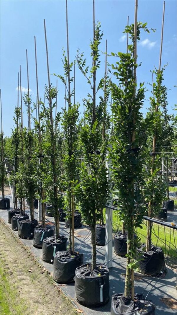 Fagus syl. ‘Dawyck’