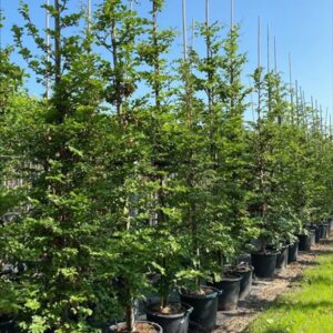 Fagus sylvatica