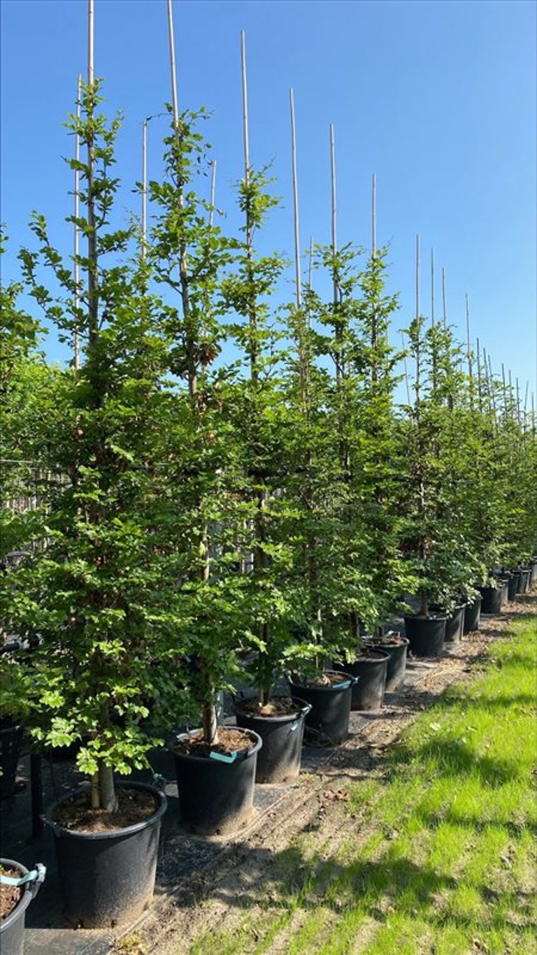 Fagus sylvatica