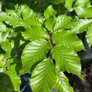 Fagus sylvatica