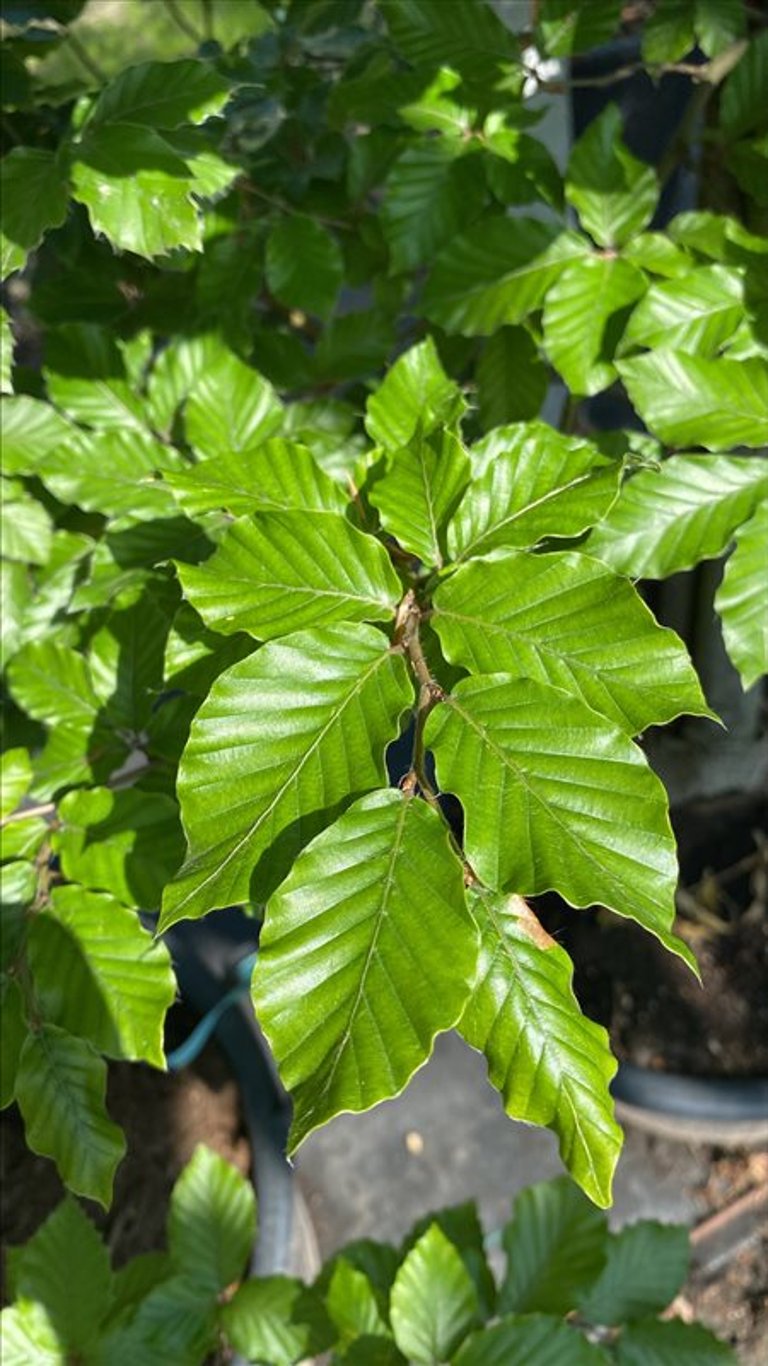 Fagus sylvatica