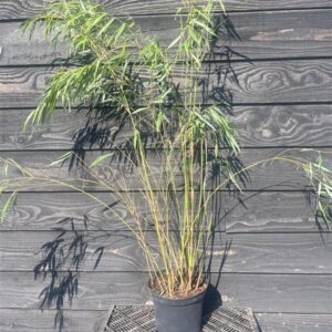 Fargesia scabrida ‘Asian Wonder’