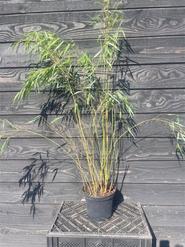 Fargesia scabrida ‘Asian Wonder’