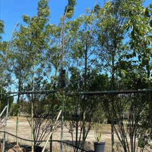 Fraxinus ang. ‘Raywood’
