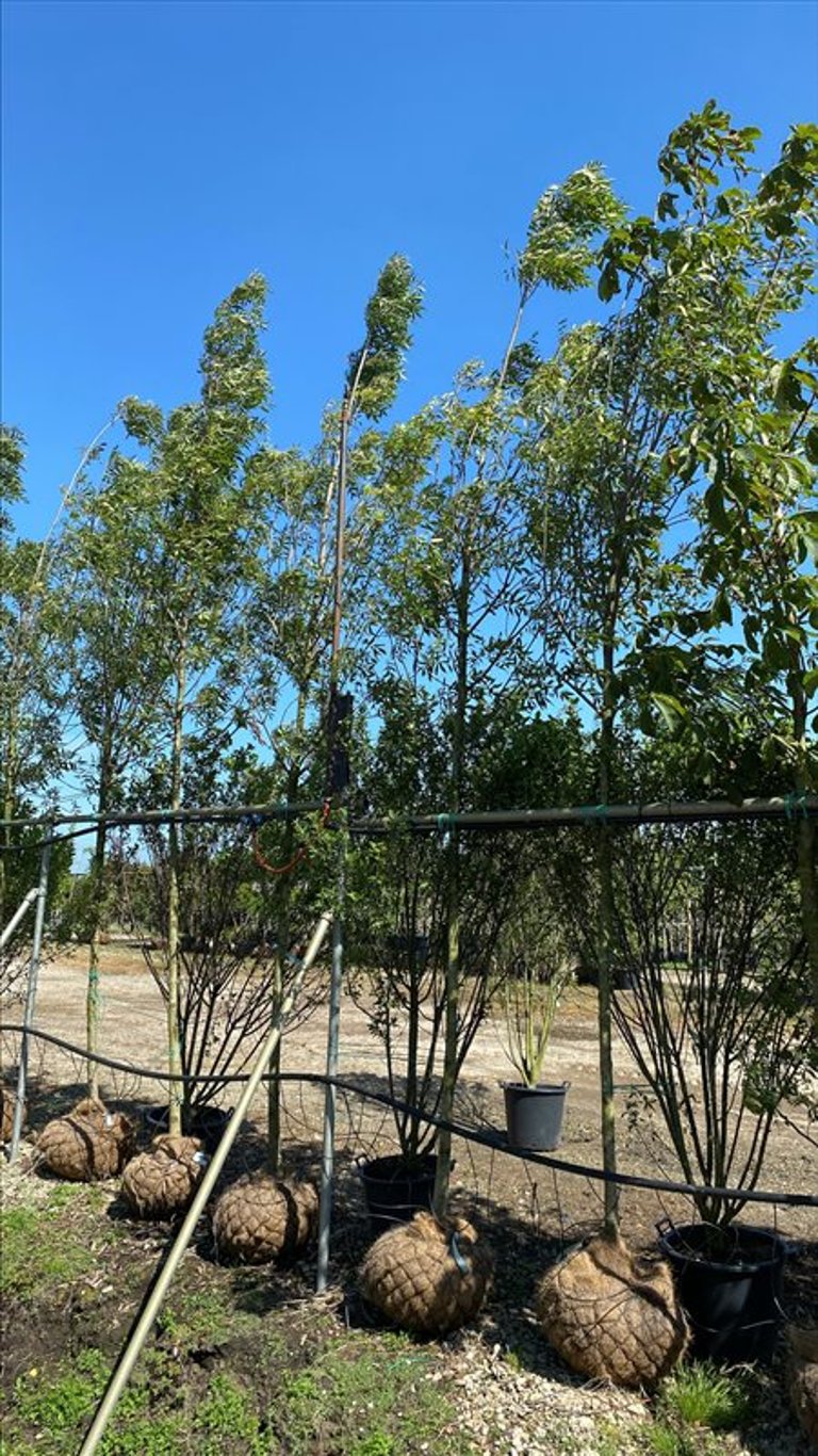 Fraxinus ang. ‘Raywood’