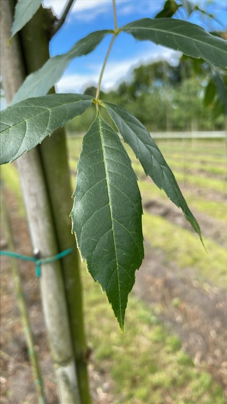 Fraxinus ang. ‘Raywood’