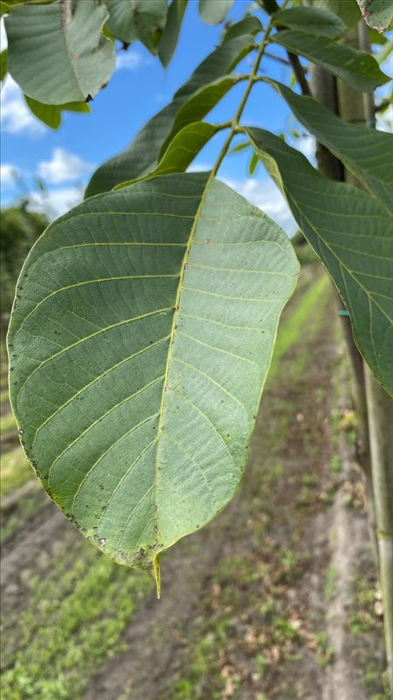 Fraxinus e. ‘Altena’