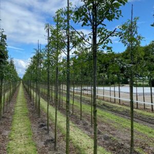 Fraxinus excelsior