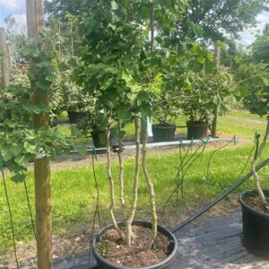 Ginkgo biloba