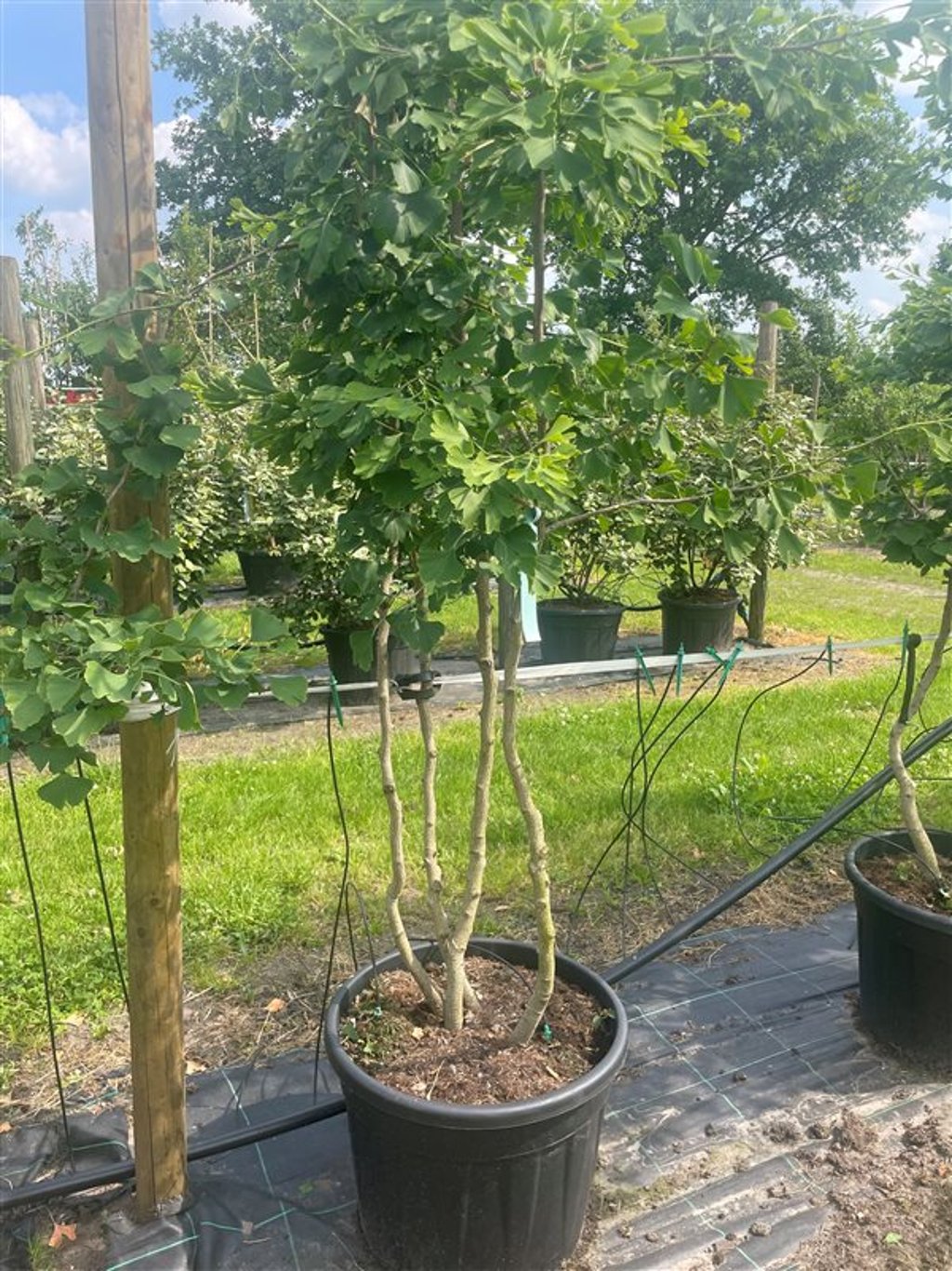 Ginkgo biloba
