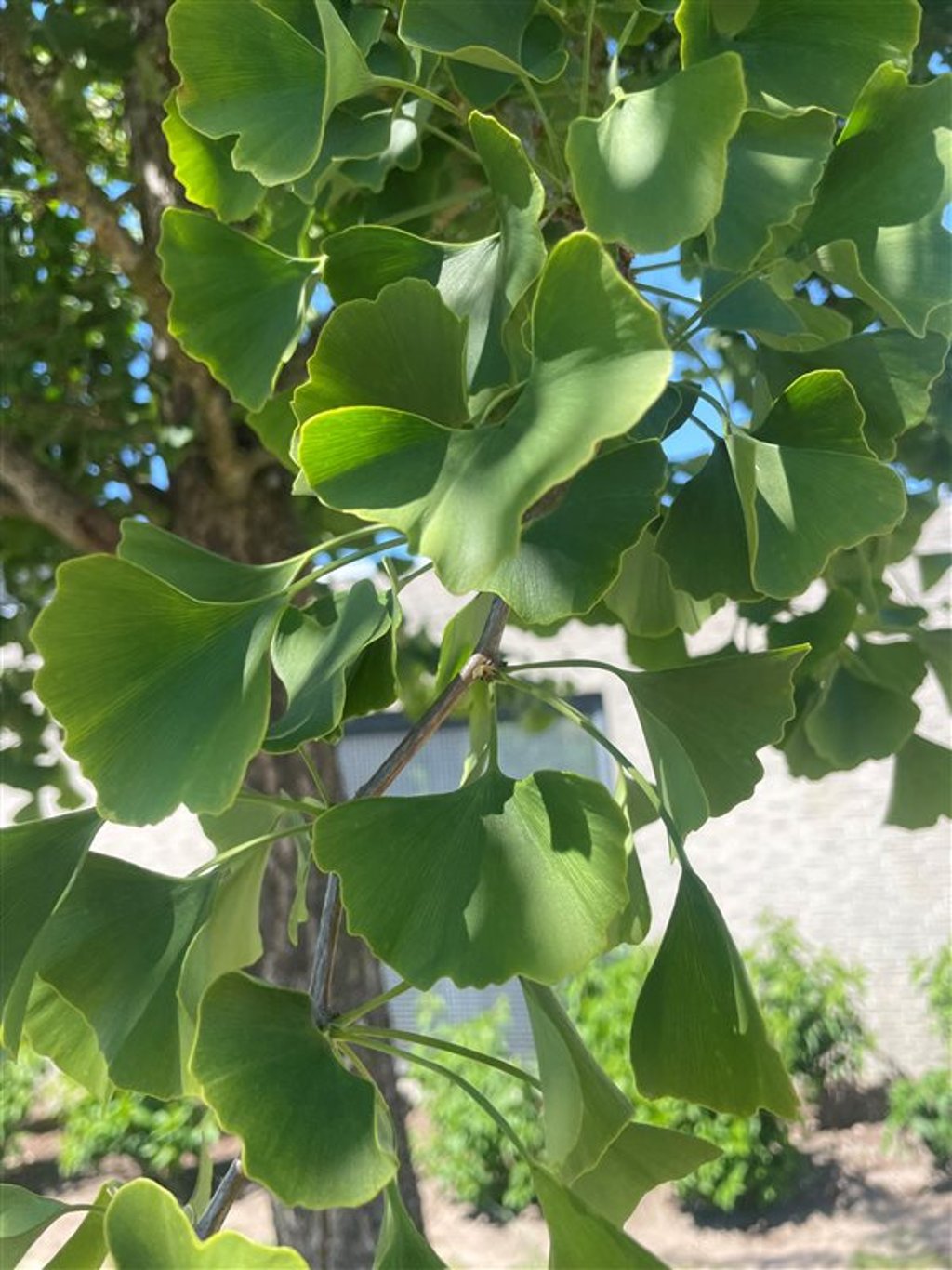 Ginkgo biloba