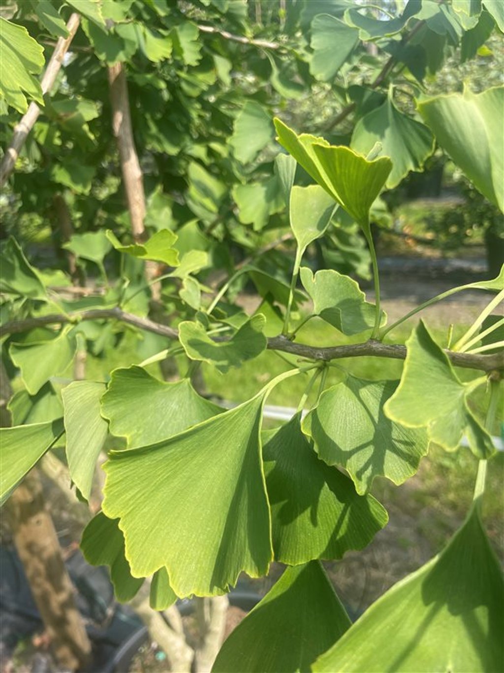 Ginkgo biloba