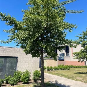 Ginkgo biloba