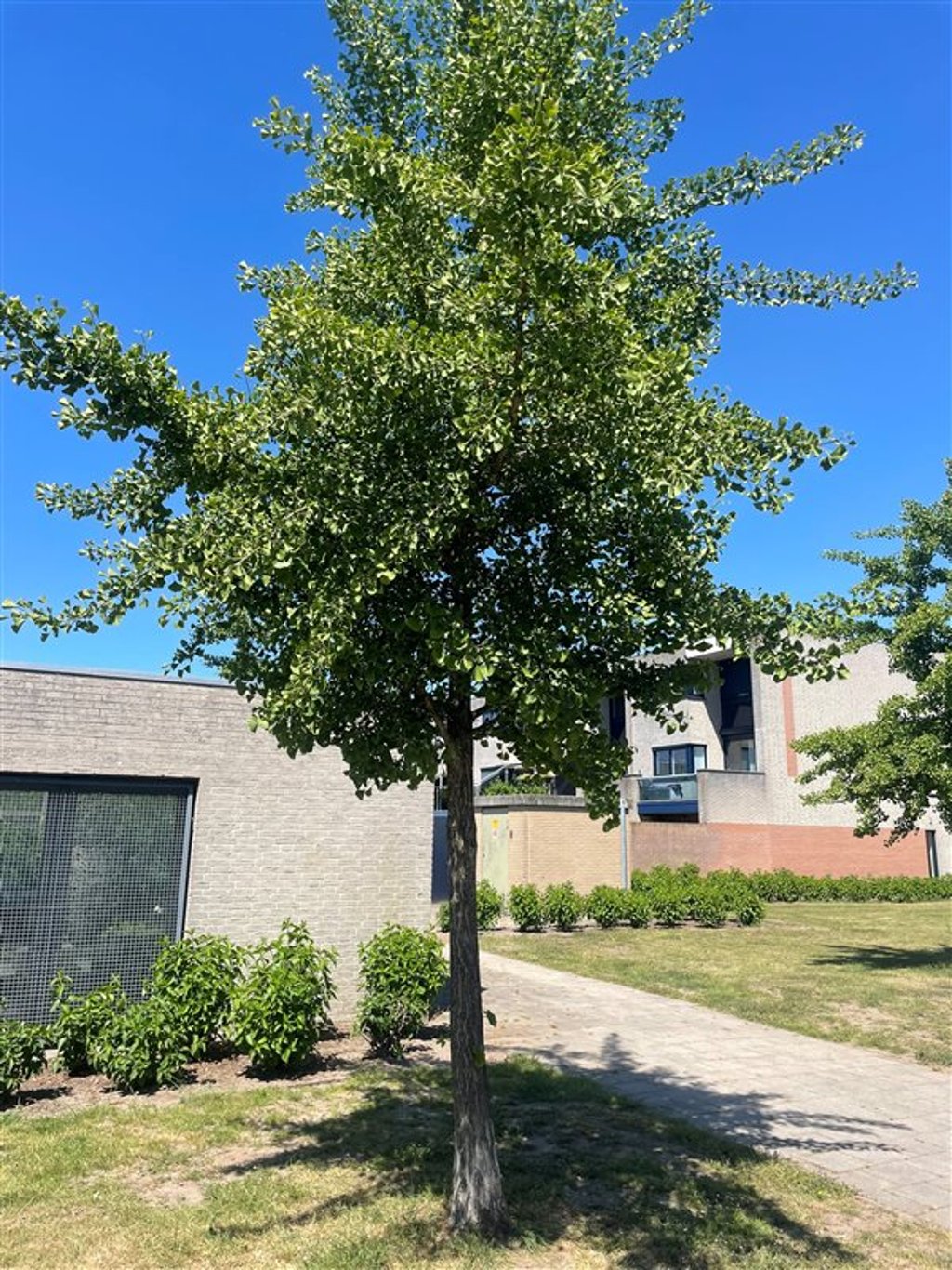 Ginkgo biloba