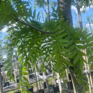 Gleditsia triac. ‘Skyline’