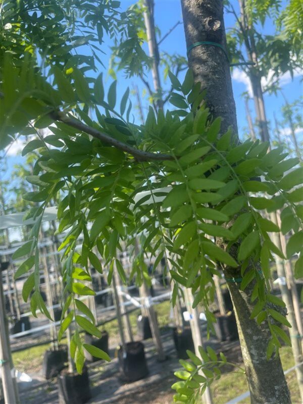 Gleditsia triac. ‘Skyline’