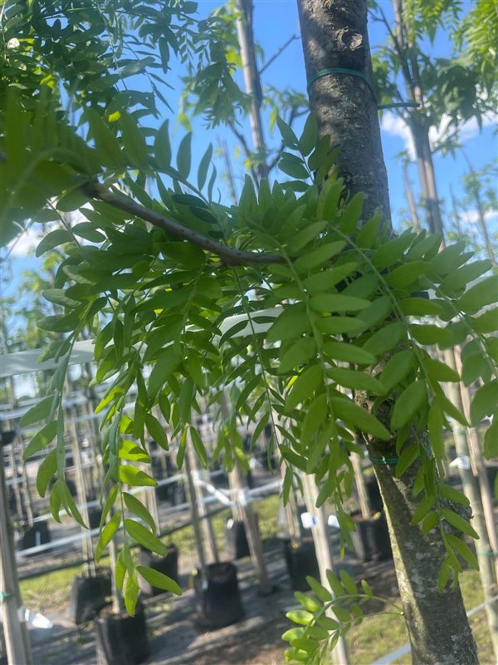 Gleditsia triac. ‘Skyline’