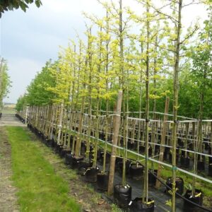 Gleditsia triac. ‘Sunburst’