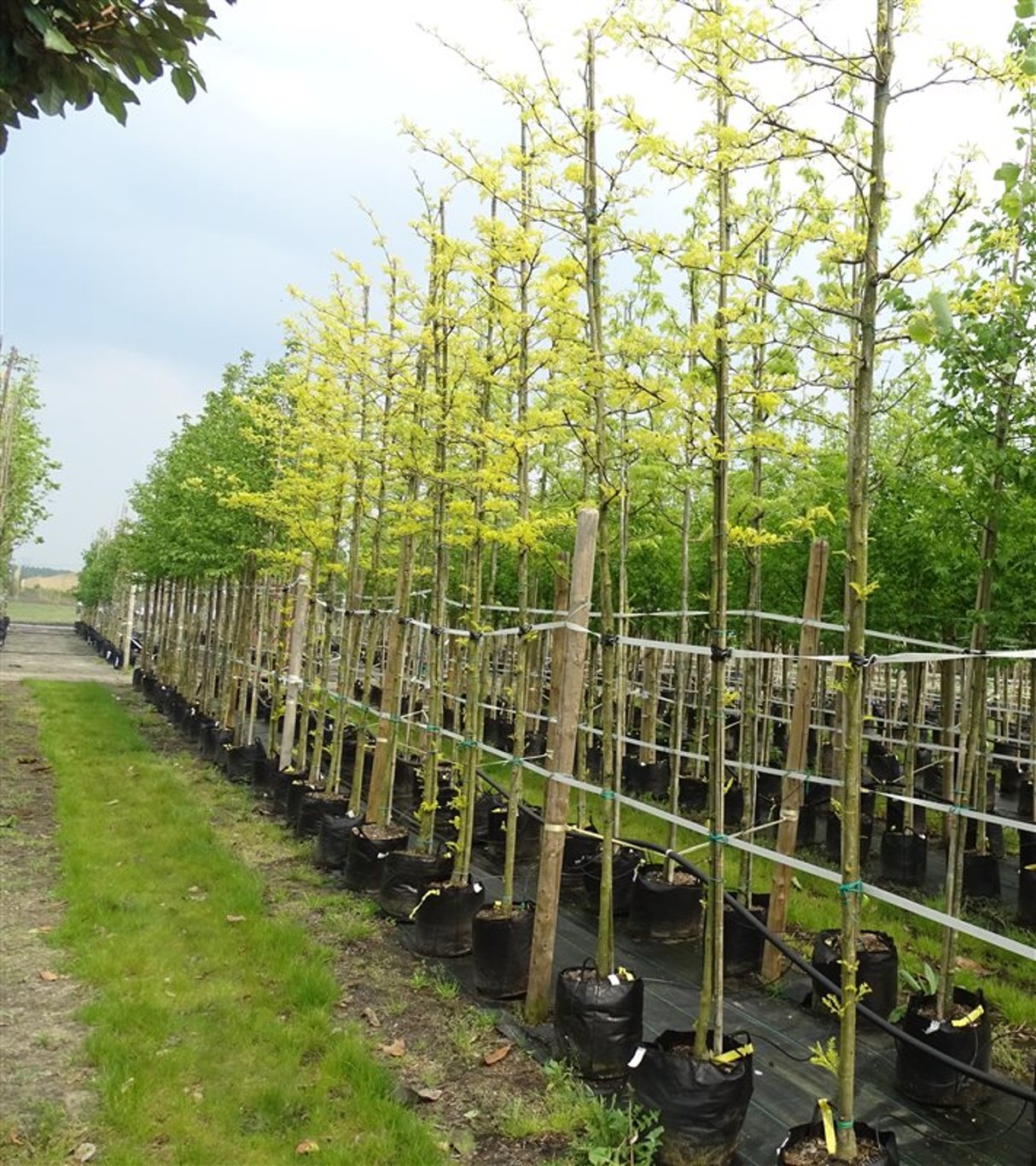 Gleditsia triac. ‘Sunburst’