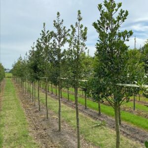 Ilex aquifolium