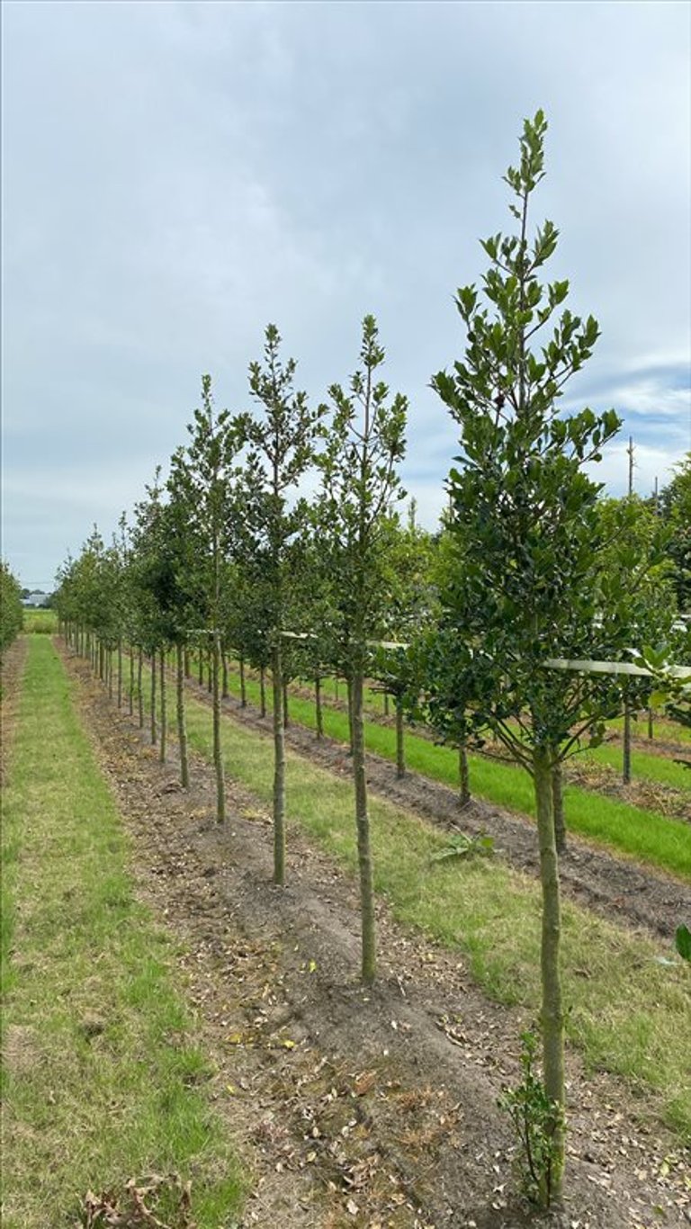 Ilex aquifolium