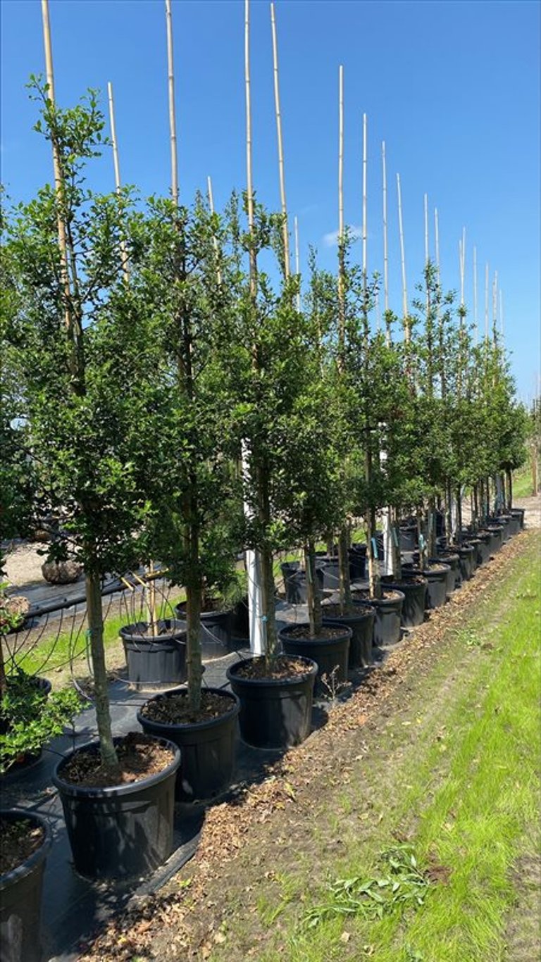 Ilex aquifolium