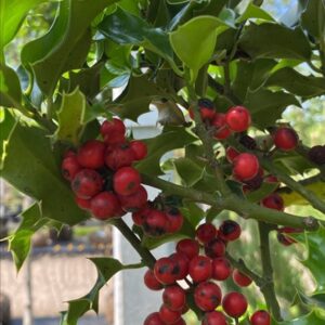 Ilex aquifolium