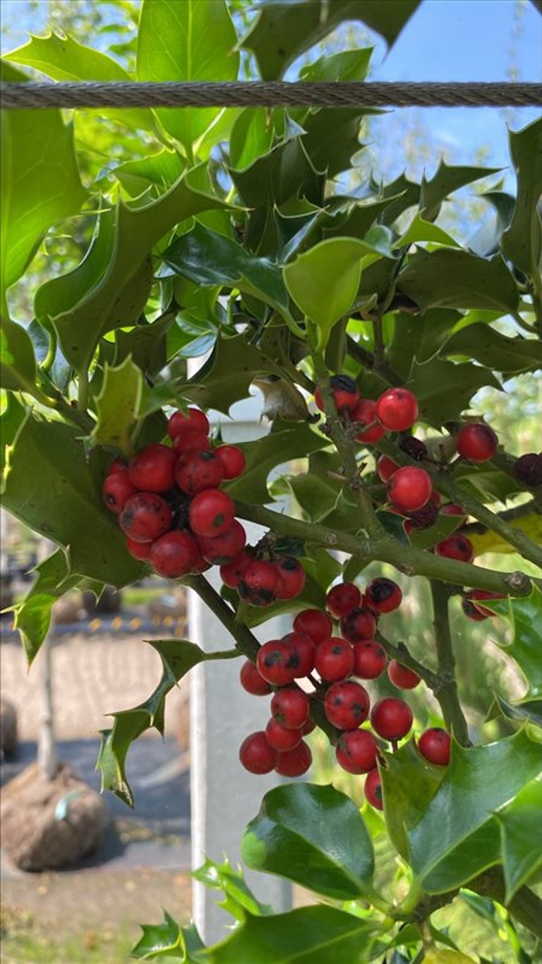 Ilex aquifolium