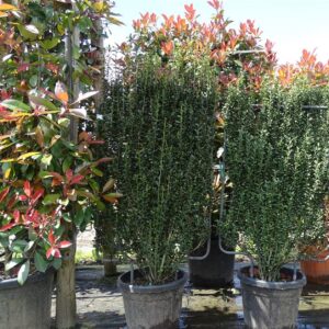 Ilex crenata ‘Fastigiata’