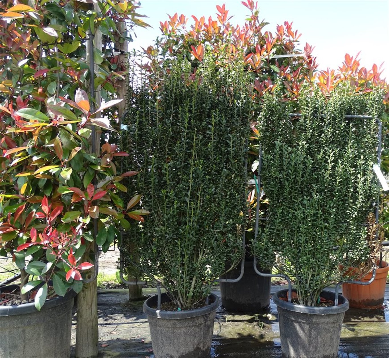Ilex crenata ‘Fastigiata’