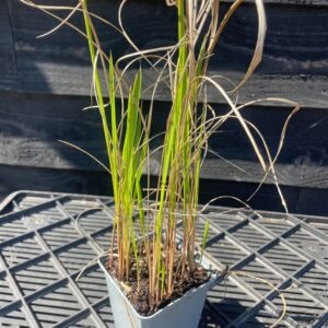 Imperata cylindrica ‘Red Baron’