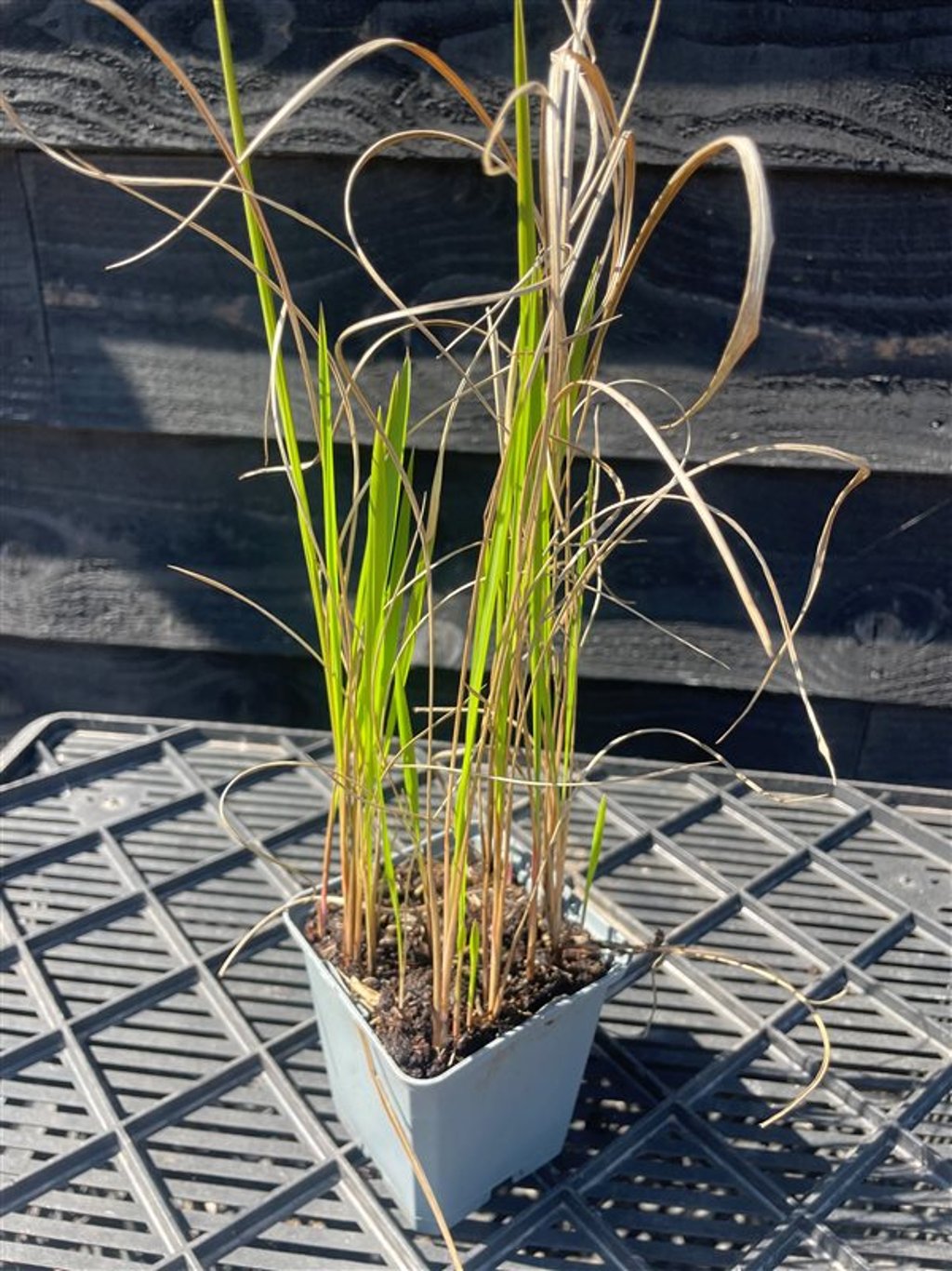 Imperata cylindrica ‘Red Baron’