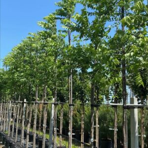 Juglans nigra
