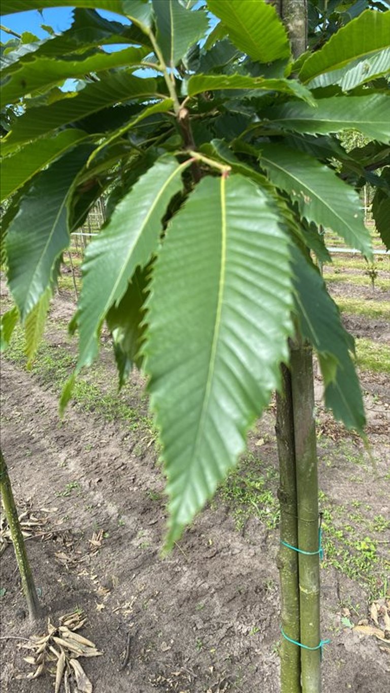 Juglans regia