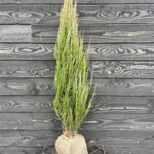 Juniperus scop. ‘Blue Arrow’