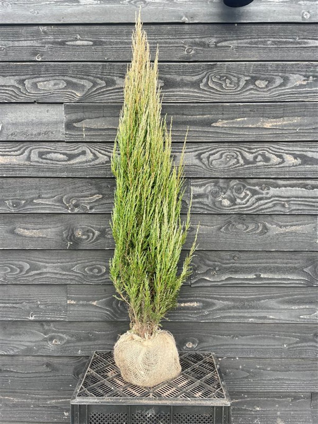 Juniperus scop. ‘Blue Arrow’