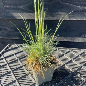 Koeleria glauca