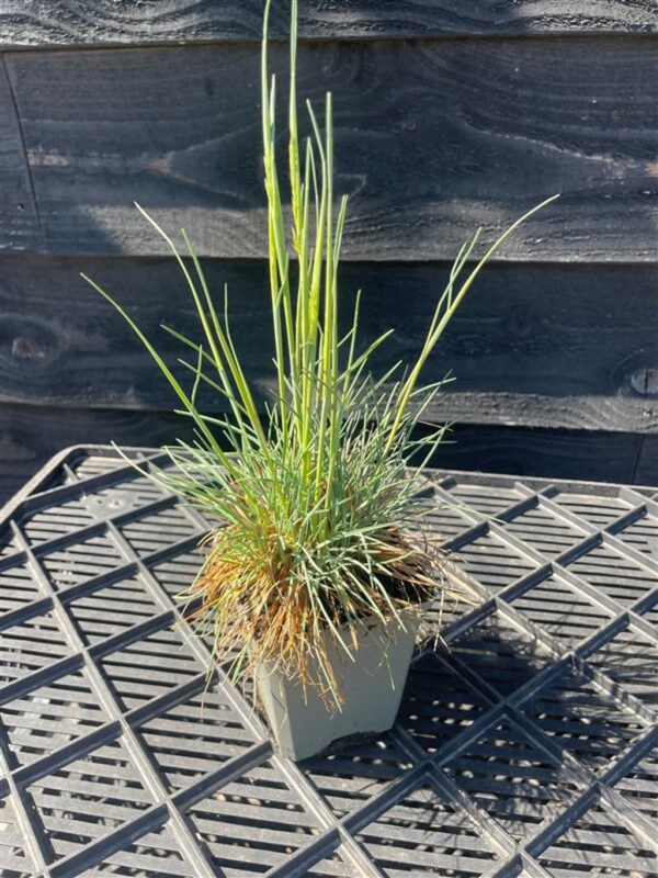 Koeleria glauca