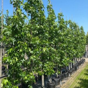 Liquidambar s. ‘SlenderSilhouette’