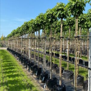 Liquidambar styr. ‘Gum Ball’